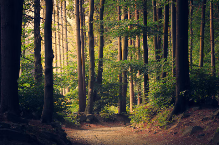 Forest Whispers